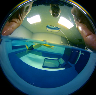 Pre-processed fisheye view of a swimmer in the Original Endless Pool shot with the 360fly 360 camera